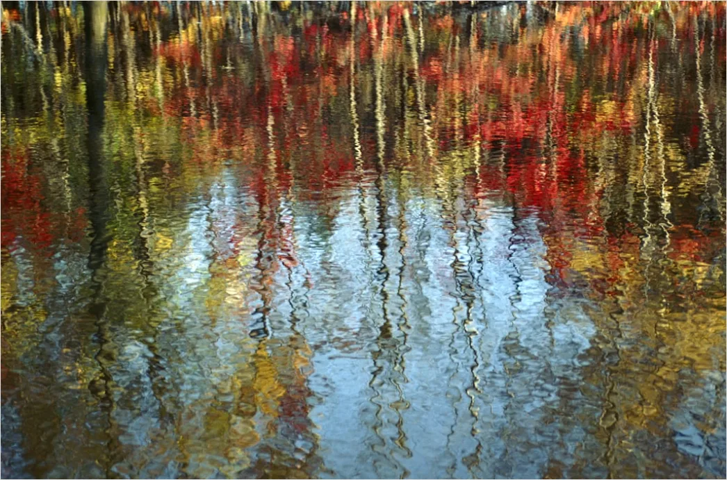 Detail See Herbst Spiegelung Bäume Bunt Number 18