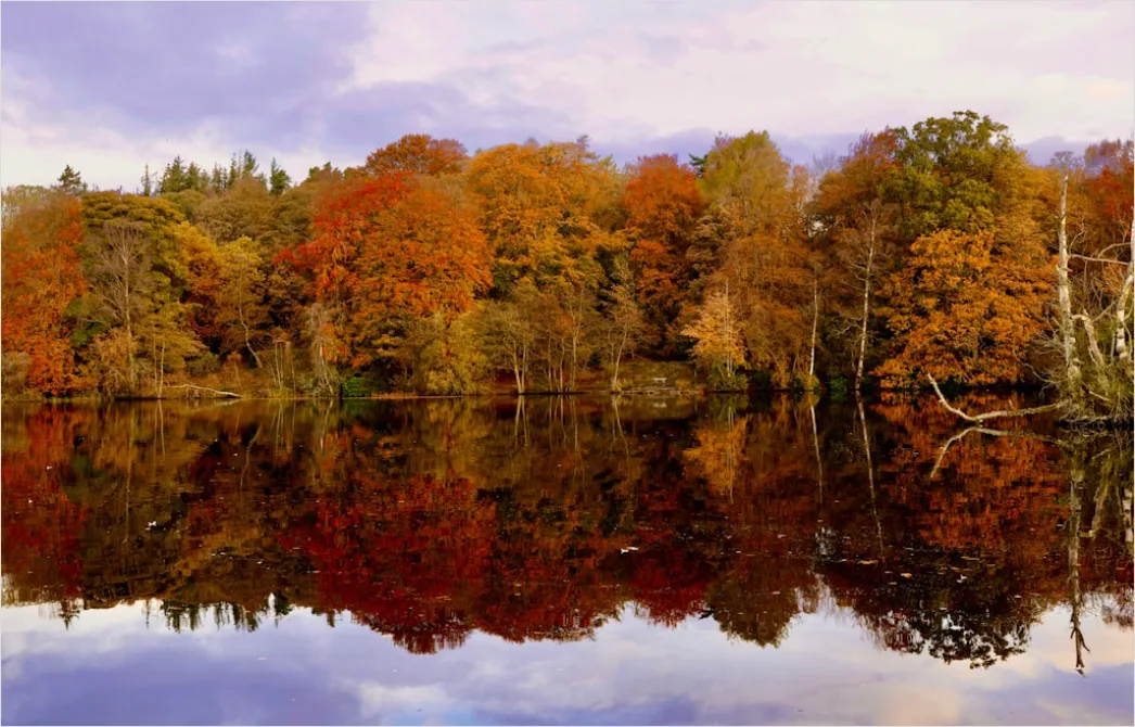 Detail See Herbst Spiegelung Bäume Bunt Number 20