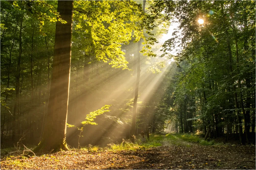 Sonnenaufgang Wald Licht Strahlen 479a