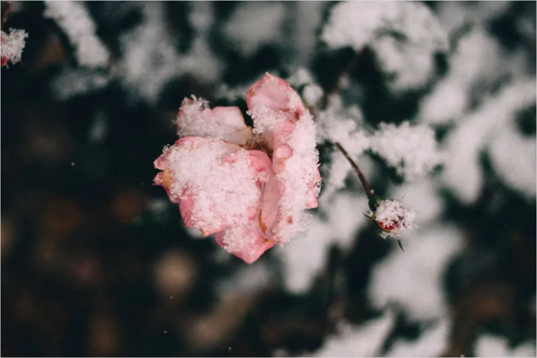 Detail Sonnenaufgang Winter Schnee Rosa Number 17