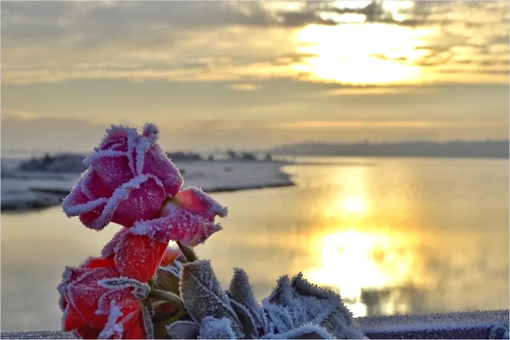 Detail Sonnenaufgang Winter Schnee Rosa Number 18