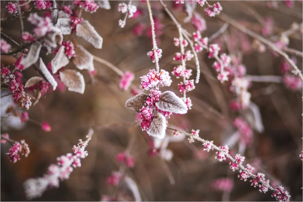 Detail Sonnenaufgang Winter Schnee Rosa Number 3