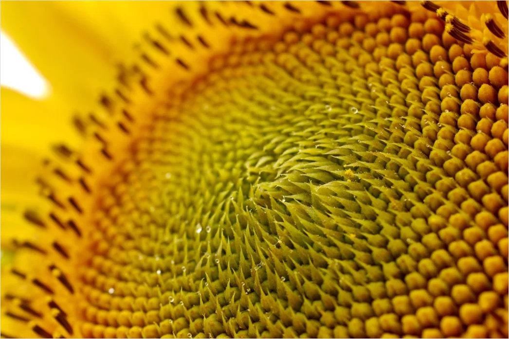 Sonnenblume Makro Nahaufnahme Pollen Detail Bfab