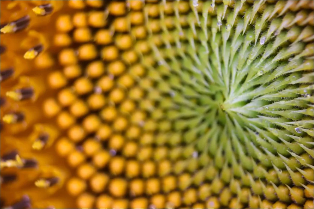 Detail Sonnenblume Makro Nahaufnahme Pollen Detail Number 2