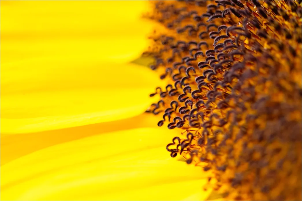 Detail Sonnenblume Makro Nahaufnahme Pollen Detail Number 11