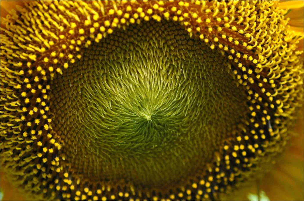 Detail Sonnenblume Makro Nahaufnahme Pollen Detail Number 12
