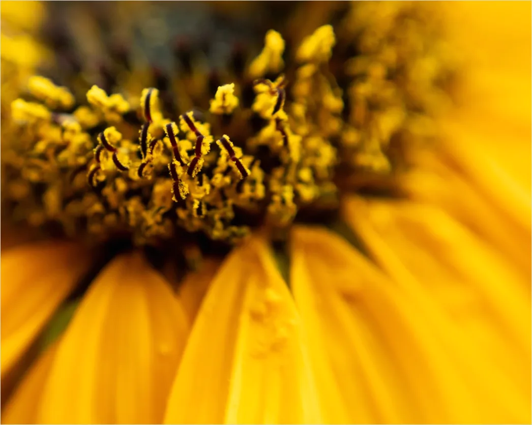 Detail Sonnenblume Makro Nahaufnahme Pollen Detail Number 13