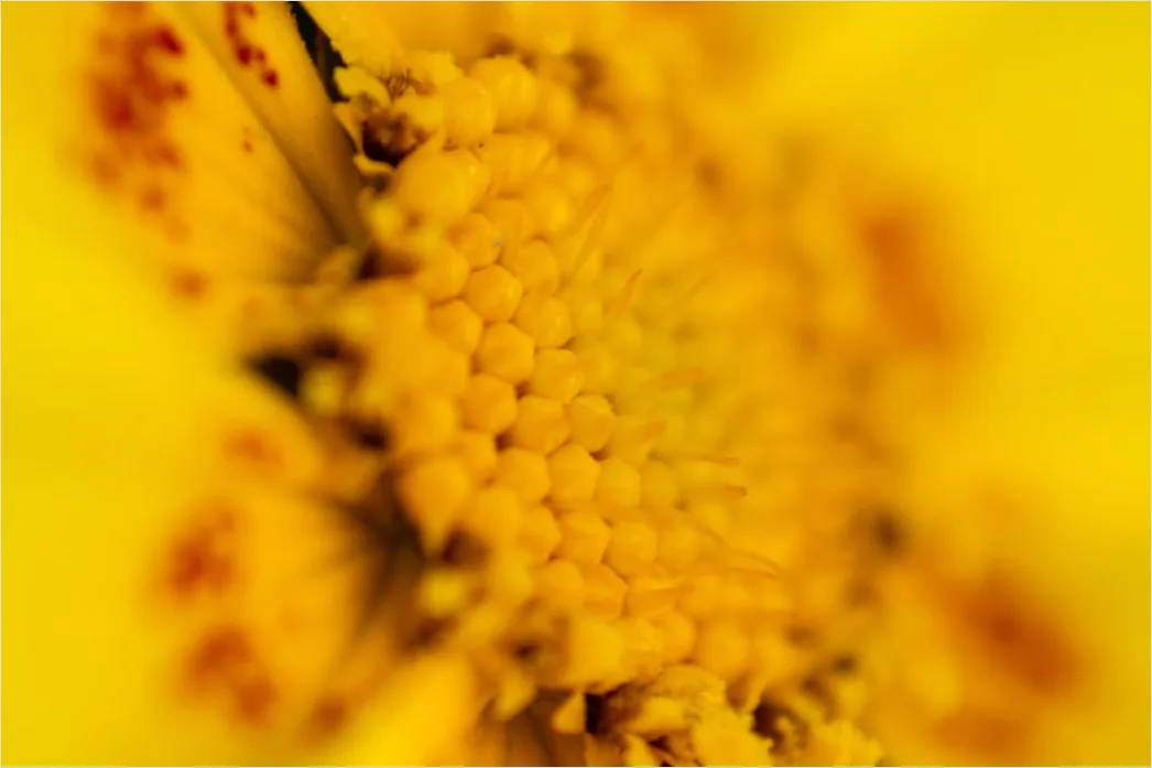 Detail Sonnenblume Makro Nahaufnahme Pollen Detail Number 14