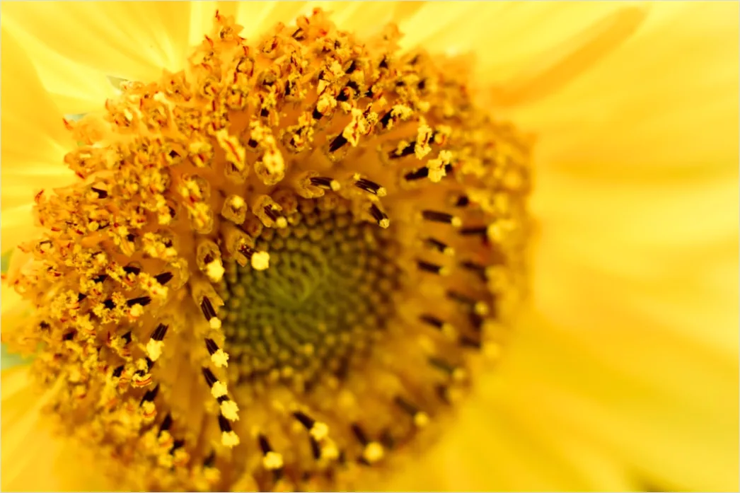 Detail Sonnenblume Makro Nahaufnahme Pollen Detail Number 15