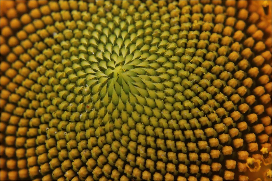 Detail Sonnenblume Makro Nahaufnahme Pollen Detail Number 16