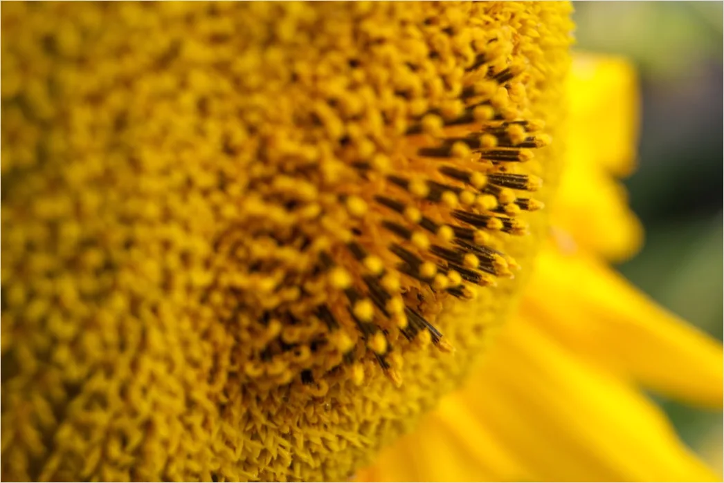 Detail Sonnenblume Makro Nahaufnahme Pollen Detail Number 17