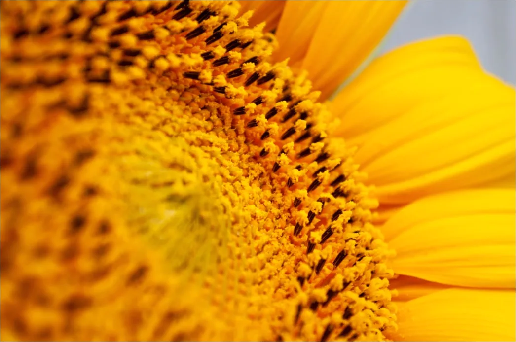 Detail Sonnenblume Makro Nahaufnahme Pollen Detail Number 18