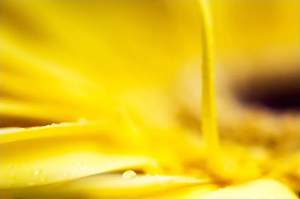 Detail Sonnenblume Makro Nahaufnahme Pollen Detail Number 19