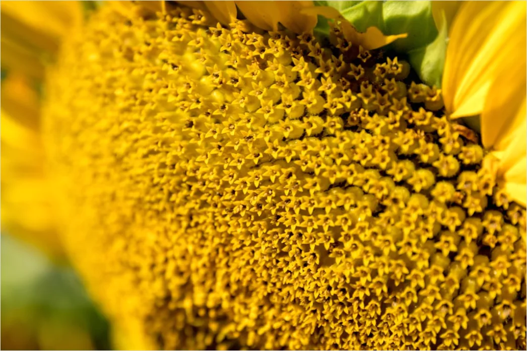 Detail Sonnenblume Makro Nahaufnahme Pollen Detail Number 20