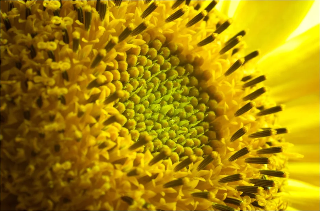 Detail Sonnenblume Makro Nahaufnahme Pollen Detail Number 3