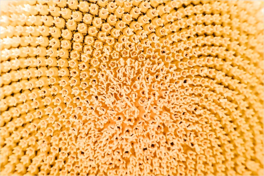 Detail Sonnenblume Makro Nahaufnahme Pollen Detail Number 4