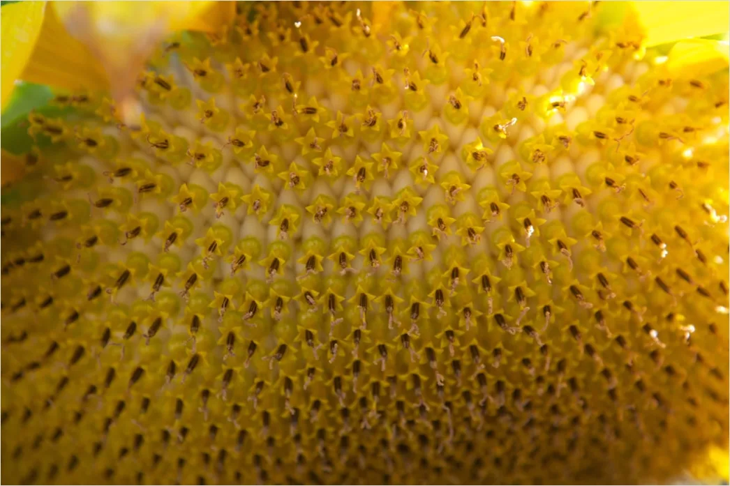 Detail Sonnenblume Makro Nahaufnahme Pollen Detail Number 5