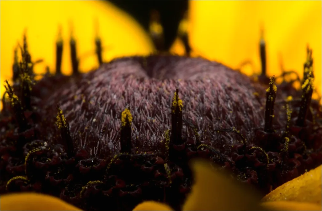 Detail Sonnenblume Makro Nahaufnahme Pollen Detail Number 6