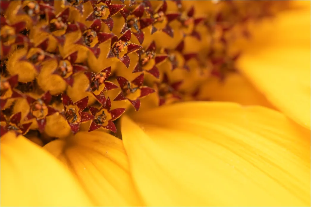 Detail Sonnenblume Makro Nahaufnahme Pollen Detail Number 7
