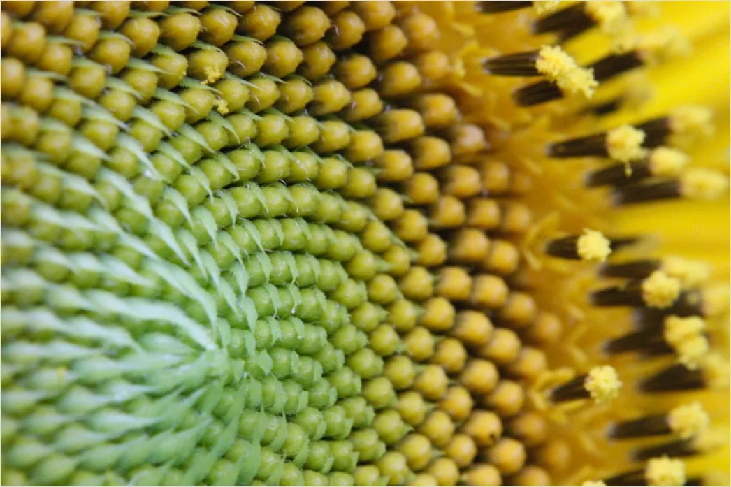 Detail Sonnenblume Makro Nahaufnahme Pollen Detail Number 8