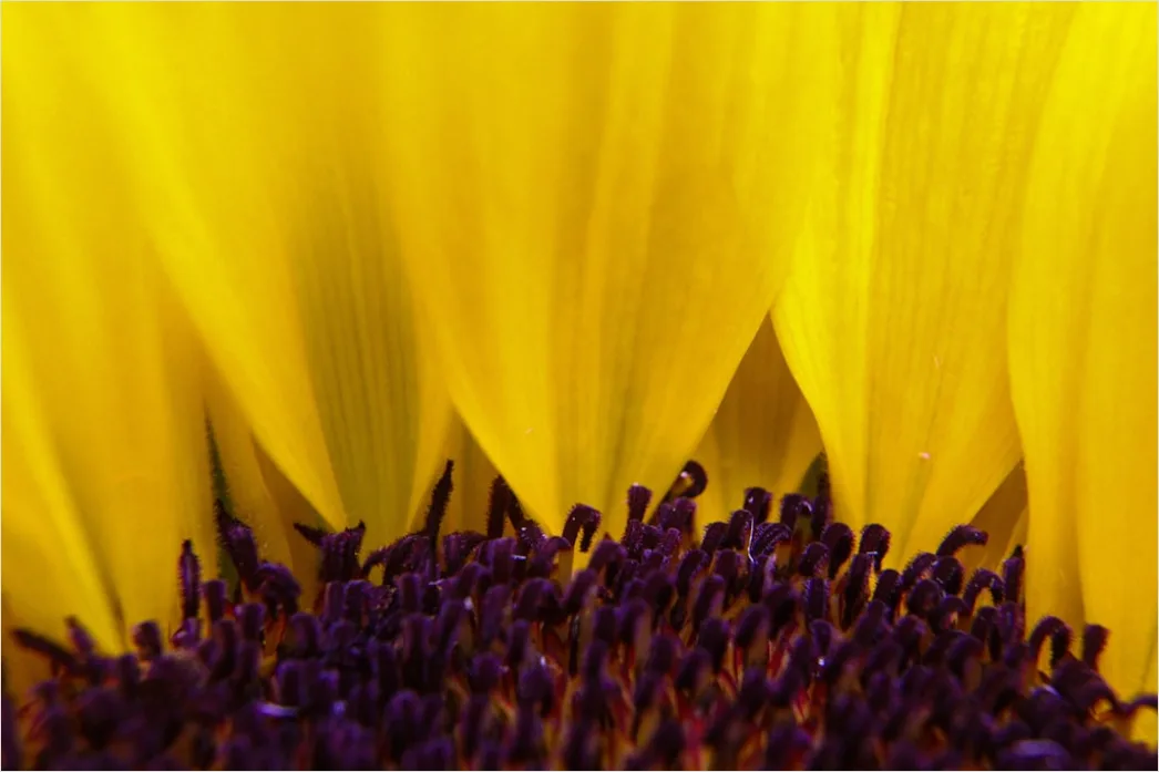 Detail Sonnenblume Makro Nahaufnahme Pollen Detail Number 9
