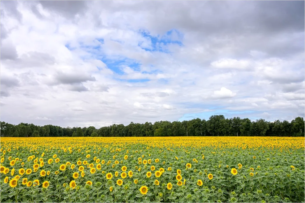 Sonnenblumenfeld Sommer Blauer Himmel 986c