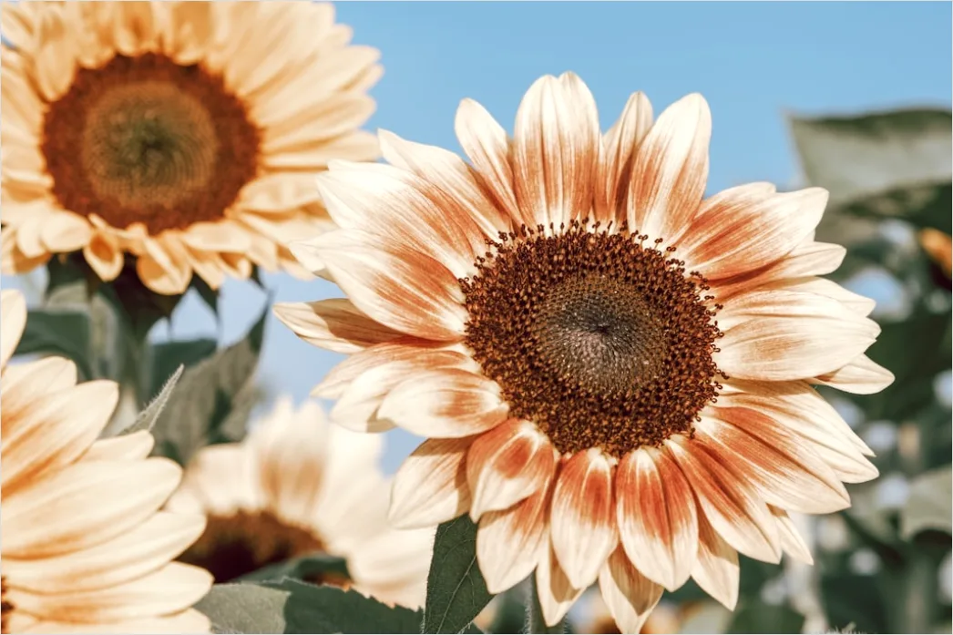 Detail Sonnenblumenfeld Sommer Blauer Himmel Number 2