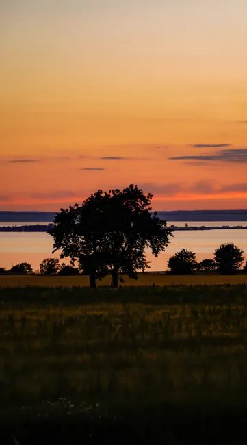 Sonnenuntergang Feld Silhouette Baum F016