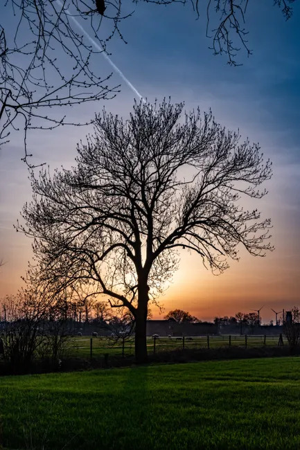 Detail Sonnenuntergang Feld Silhouette Baum Number 2