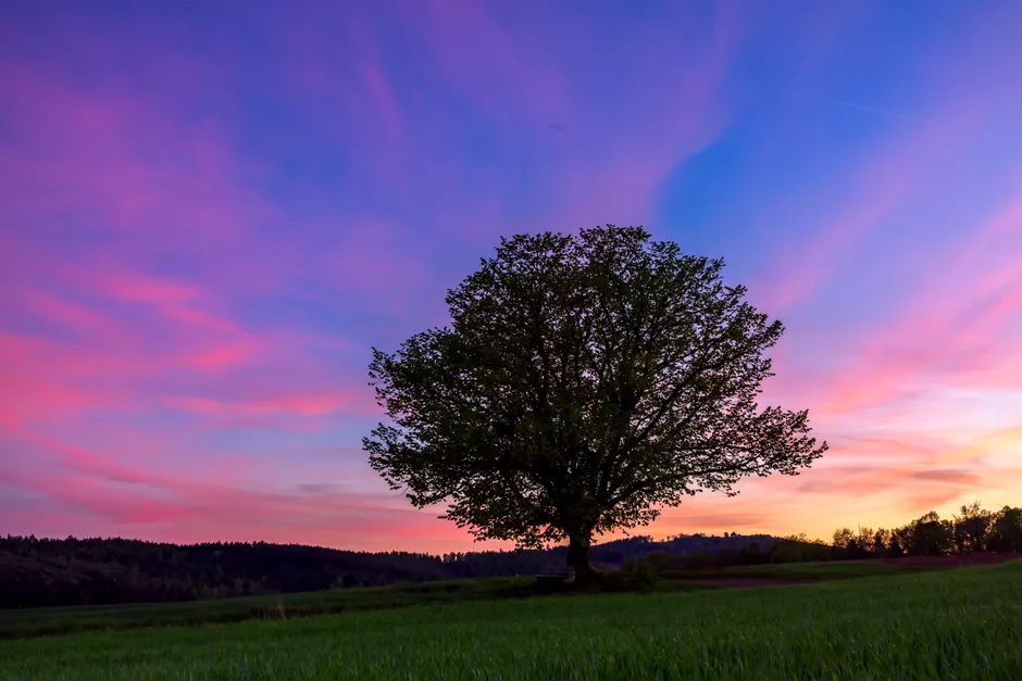 Detail Sonnenuntergang Feld Silhouette Baum Number 12