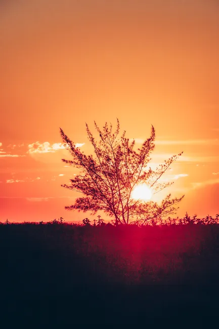 Detail Sonnenuntergang Feld Silhouette Baum Number 13