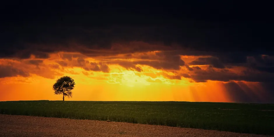 Detail Sonnenuntergang Feld Silhouette Baum Number 14