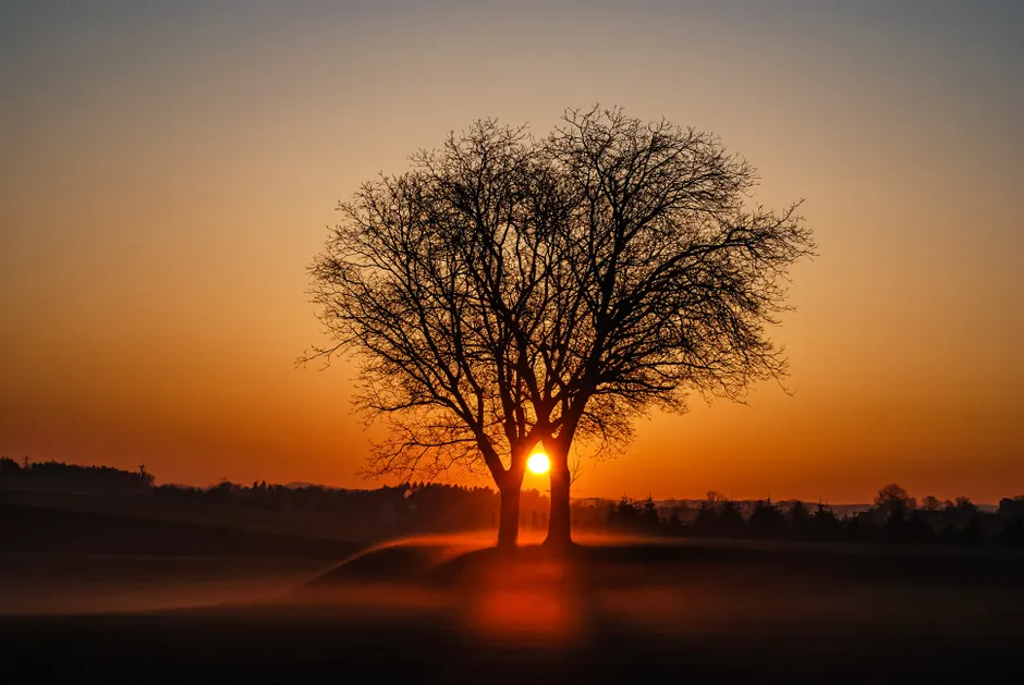 Detail Sonnenuntergang Feld Silhouette Baum Number 15