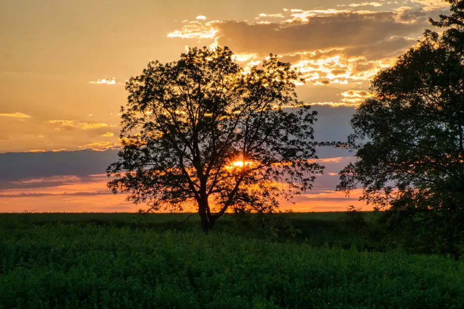 Detail Sonnenuntergang Feld Silhouette Baum Number 16