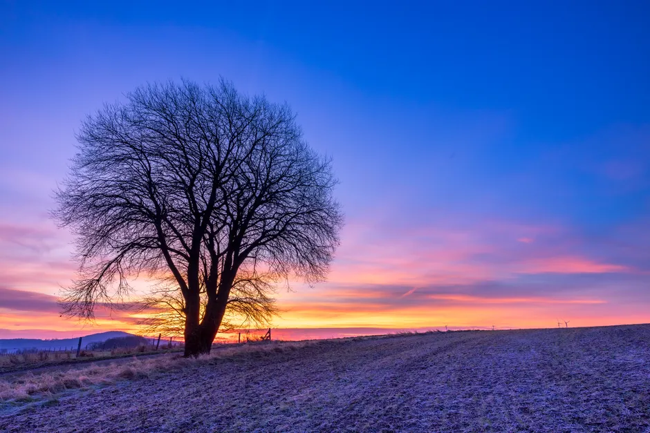 Detail Sonnenuntergang Feld Silhouette Baum Number 17