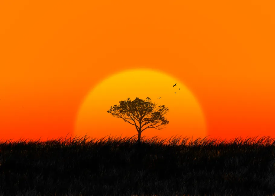 Detail Sonnenuntergang Feld Silhouette Baum Number 20