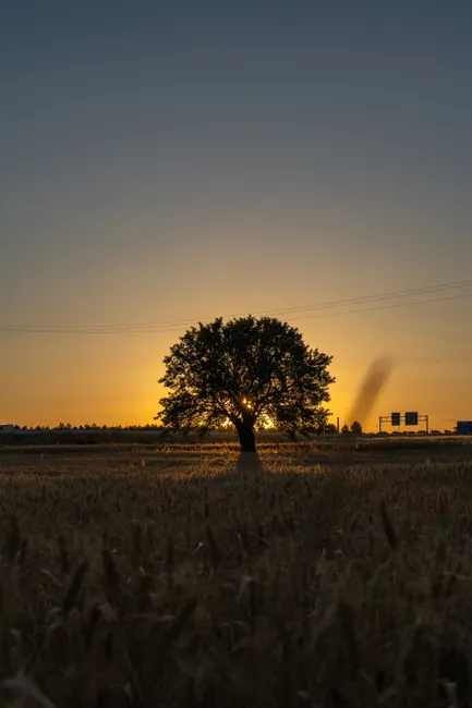 Detail Sonnenuntergang Feld Silhouette Baum Number 4