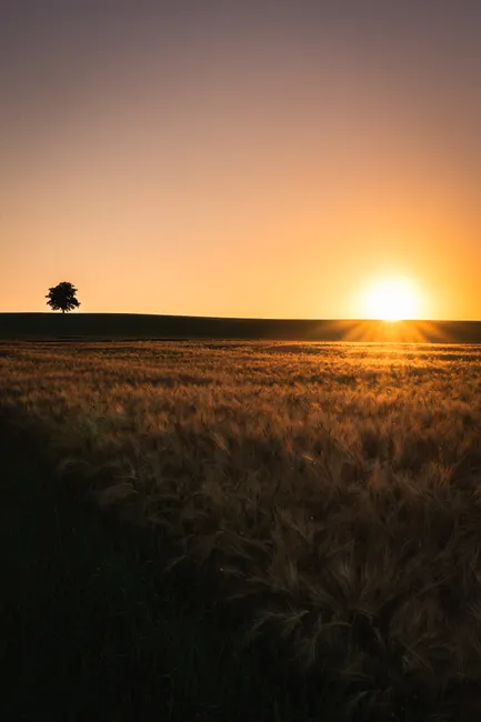 Detail Sonnenuntergang Feld Silhouette Baum Number 5