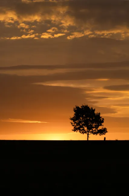 Detail Sonnenuntergang Feld Silhouette Baum Number 6