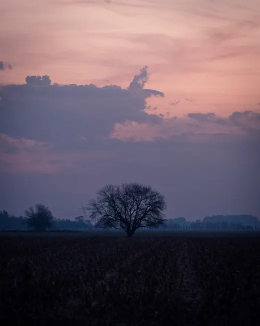 Detail Sonnenuntergang Feld Silhouette Baum Number 8