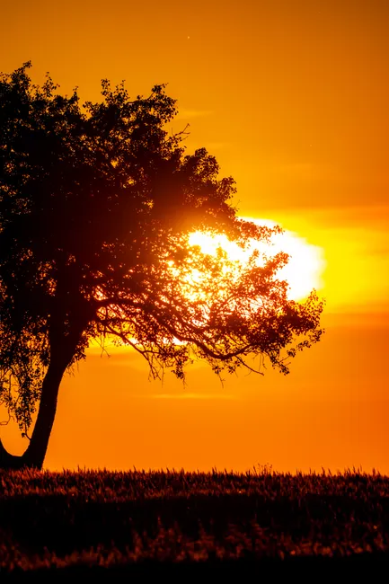 Detail Sonnenuntergang Feld Silhouette Baum Number 10