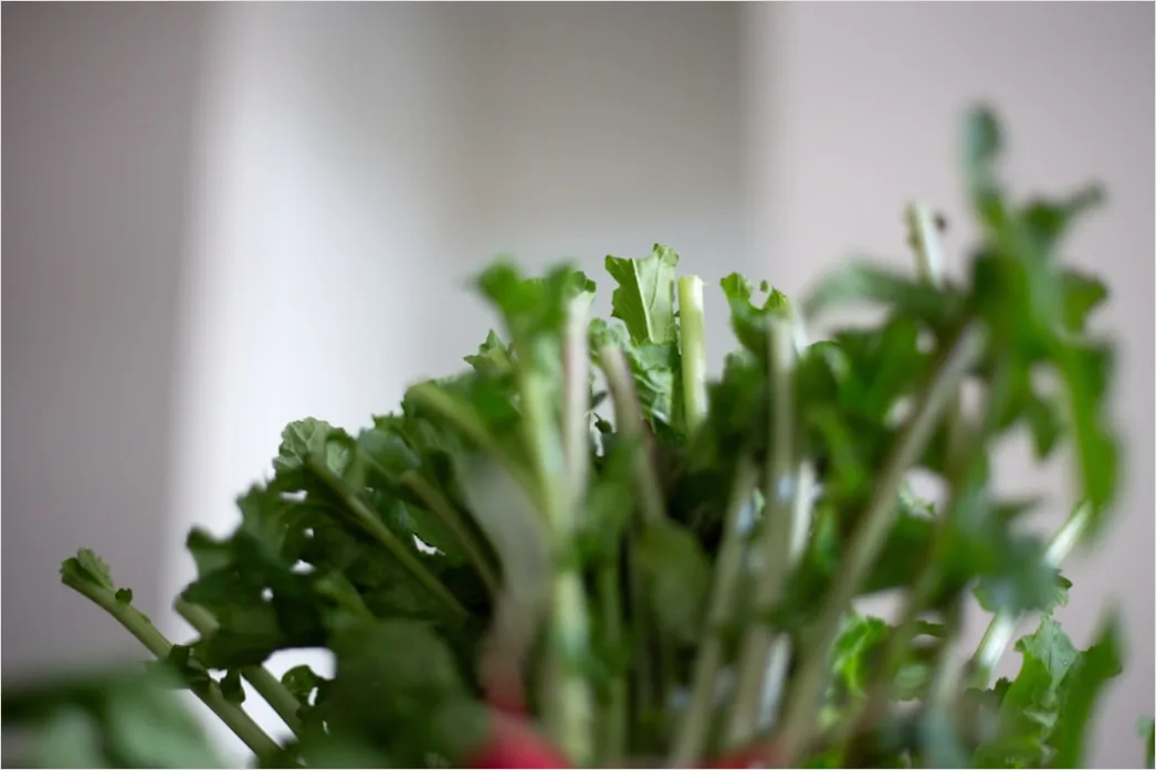 Detail Spinat Erdbeere Salat Nahaufnahme Frisch Number 7