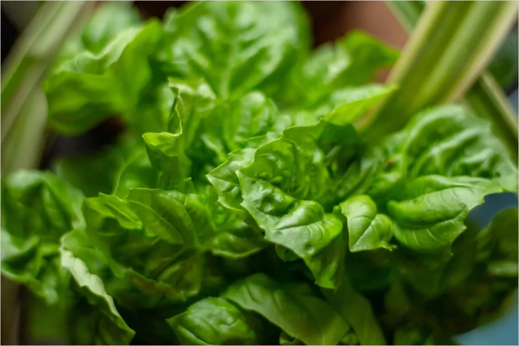 Detail Spinat Erdbeere Salat Nahaufnahme Frisch Number 10