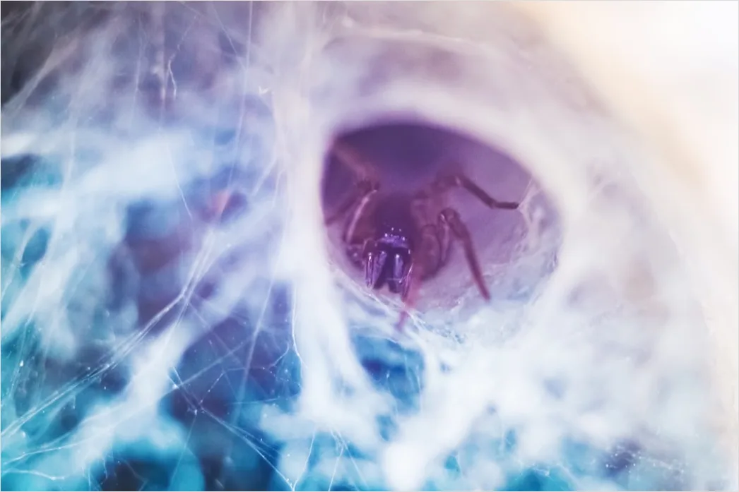 Spinne Makro Nahaufnahme Augen Detail Ad0a
