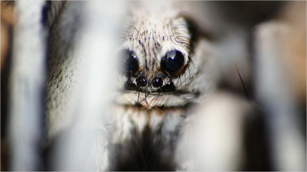 Detail Spinne Makro Nahaufnahme Augen Detail Number 2