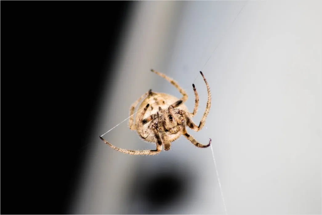 Detail Spinne Makro Nahaufnahme Augen Detail Number 11