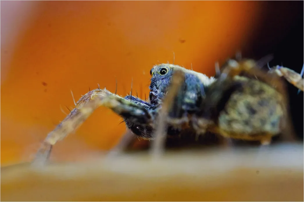 Detail Spinne Makro Nahaufnahme Augen Detail Number 12