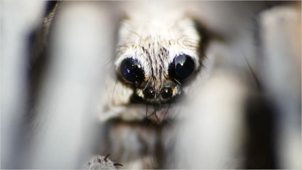 Detail Spinne Makro Nahaufnahme Augen Detail Number 13