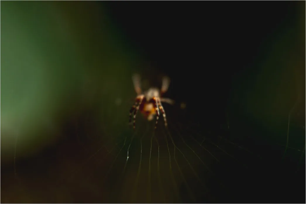 Detail Spinne Makro Nahaufnahme Augen Detail Number 15