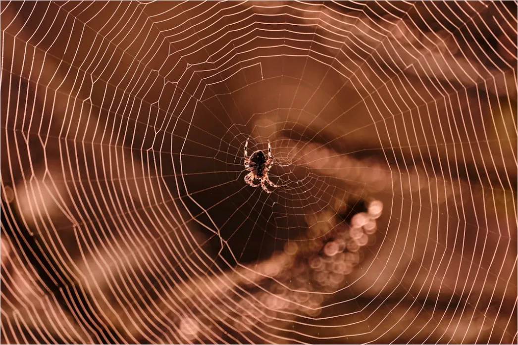 Detail Spinne Makro Nahaufnahme Augen Detail Number 16
